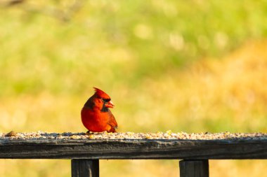 Resim çekildiğinde güzel kardinal güvertenin kahverengi ahşap kalasındaydı. Bu bir erkek kuş, parlak kırmızı renginden anlayabilirsin. Kuş, yemek için dışarı çıktı ve her yerde kuş yemi var..