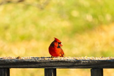 Resim çekildiğinde güzel kardinal güvertenin kahverengi ahşap kalasındaydı. Bu bir erkek kuş, parlak kırmızı renginden anlayabilirsin. Kuş, yemek için dışarı çıktı ve her yerde kuş yemi var..