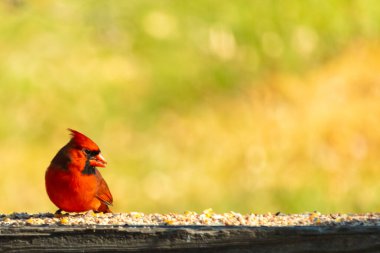 Resim çekildiğinde güzel kardinal güvertenin kahverengi ahşap kalasındaydı. Bu bir erkek kuş, parlak kırmızı renginden anlayabilirsin. Kuş, yemek için dışarı çıktı ve her yerde kuş yemi var..