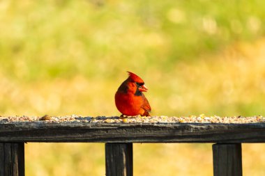 Resim çekildiğinde güzel kardinal güvertenin kahverengi ahşap kalasındaydı. Bu bir erkek kuş, parlak kırmızı renginden anlayabilirsin. Kuş, yemek için dışarı çıktı ve her yerde kuş yemi var..