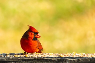 Resim çekildiğinde güzel kardinal güvertenin kahverengi ahşap kalasındaydı. Bu bir erkek kuş, parlak kırmızı renginden anlayabilirsin. Kuş, yemek için dışarı çıktı ve her yerde kuş yemi var..