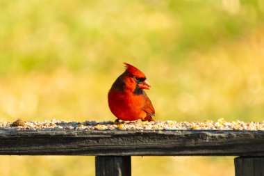 Resim çekildiğinde güzel kardinal güvertenin kahverengi ahşap kalasındaydı. Bu bir erkek kuş, parlak kırmızı renginden anlayabilirsin. Kuş, yemek için dışarı çıktı ve her yerde kuş yemi var..