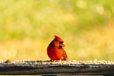 Resim çekildiğinde güzel kardinal güvertenin kahverengi ahşap kalasındaydı. Bu bir erkek kuş, parlak kırmızı renginden anlayabilirsin. Kuş, yemek için dışarı çıktı ve her yerde kuş yemi var..