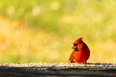 Resim çekildiğinde güzel kardinal güvertenin kahverengi ahşap kalasındaydı. Bu bir erkek kuş, parlak kırmızı renginden anlayabilirsin. Kuş, yemek için dışarı çıktı ve her yerde kuş yemi var..