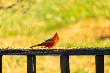 Resim çekildiğinde güzel kardinal güvertenin kahverengi ahşap kalasındaydı. Bu bir erkek kuş, parlak kırmızı renginden anlayabilirsin. Kuş, yemek için dışarı çıktı ve her yerde kuş yemi var..