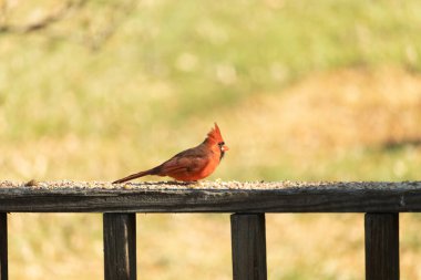 Resim çekildiğinde güzel kardinal güvertenin kahverengi ahşap kalasındaydı. Bu bir erkek kuş, parlak kırmızı renginden anlayabilirsin. Kuş, yemek için dışarı çıktı ve her yerde kuş yemi var..