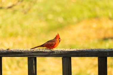 Resim çekildiğinde güzel kardinal güvertenin kahverengi ahşap kalasındaydı. Bu bir erkek kuş, parlak kırmızı renginden anlayabilirsin. Kuş, yemek için dışarı çıktı ve her yerde kuş yemi var..