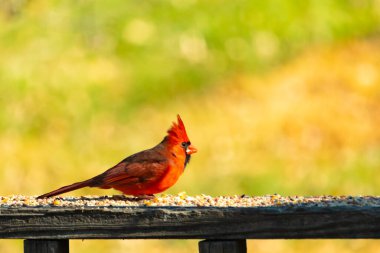 Resim çekildiğinde güzel kardinal güvertenin kahverengi ahşap kalasındaydı. Bu bir erkek kuş, parlak kırmızı renginden anlayabilirsin. Kuş, yemek için dışarı çıktı ve her yerde kuş yemi var..
