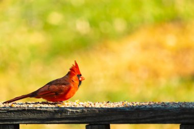 Resim çekildiğinde güzel kardinal güvertenin kahverengi ahşap kalasındaydı. Bu bir erkek kuş, parlak kırmızı renginden anlayabilirsin. Kuş, yemek için dışarı çıktı ve her yerde kuş yemi var..