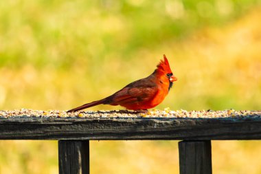 Resim çekildiğinde güzel kardinal güvertenin kahverengi ahşap kalasındaydı. Bu bir erkek kuş, parlak kırmızı renginden anlayabilirsin. Kuş, yemek için dışarı çıktı ve her yerde kuş yemi var..