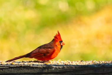 Resim çekildiğinde güzel kardinal güvertenin kahverengi ahşap kalasındaydı. Bu bir erkek kuş, parlak kırmızı renginden anlayabilirsin. Kuş, yemek için dışarı çıktı ve her yerde kuş yemi var..