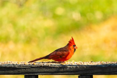 Resim çekildiğinde güzel kardinal güvertenin kahverengi ahşap kalasındaydı. Bu bir erkek kuş, parlak kırmızı renginden anlayabilirsin. Kuş, yemek için dışarı çıktı ve her yerde kuş yemi var..
