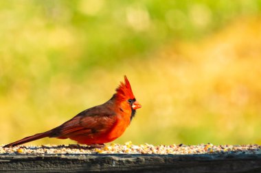 Resim çekildiğinde güzel kardinal güvertenin kahverengi ahşap kalasındaydı. Bu bir erkek kuş, parlak kırmızı renginden anlayabilirsin. Kuş, yemek için dışarı çıktı ve her yerde kuş yemi var..