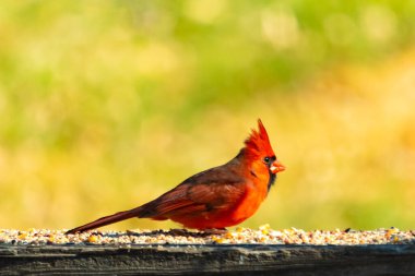 Resim çekildiğinde güzel kardinal güvertenin kahverengi ahşap kalasındaydı. Bu bir erkek kuş, parlak kırmızı renginden anlayabilirsin. Kuş, yemek için dışarı çıktı ve her yerde kuş yemi var..