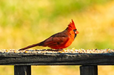 Resim çekildiğinde güzel kardinal güvertenin kahverengi ahşap kalasındaydı. Bu bir erkek kuş, parlak kırmızı renginden anlayabilirsin. Kuş, yemek için dışarı çıktı ve her yerde kuş yemi var..