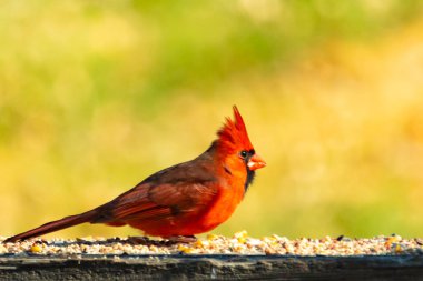 Resim çekildiğinde güzel kardinal güvertenin kahverengi ahşap kalasındaydı. Bu bir erkek kuş, parlak kırmızı renginden anlayabilirsin. Kuş, yemek için dışarı çıktı ve her yerde kuş yemi var..