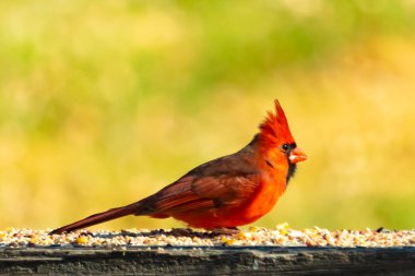 Resim çekildiğinde güzel kardinal güvertenin kahverengi ahşap kalasındaydı. Bu bir erkek kuş, parlak kırmızı renginden anlayabilirsin. Kuş, yemek için dışarı çıktı ve her yerde kuş yemi var..