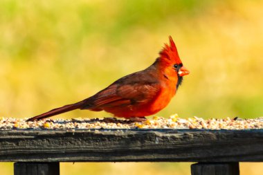 Resim çekildiğinde güzel kardinal güvertenin kahverengi ahşap kalasındaydı. Bu bir erkek kuş, parlak kırmızı renginden anlayabilirsin. Kuş, yemek için dışarı çıktı ve her yerde kuş yemi var..