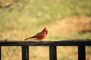 Resim çekildiğinde güzel kardinal güvertenin kahverengi ahşap kalasındaydı. Bu bir erkek kuş, parlak kırmızı renginden anlayabilirsin. Kuş, yemek için dışarı çıktı ve her yerde kuş yemi var..