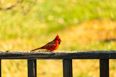 Resim çekildiğinde güzel kardinal güvertenin kahverengi ahşap kalasındaydı. Bu bir erkek kuş, parlak kırmızı renginden anlayabilirsin. Kuş, yemek için dışarı çıktı ve her yerde kuş yemi var..