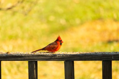 Resim çekildiğinde güzel kardinal güvertenin kahverengi ahşap kalasındaydı. Bu bir erkek kuş, parlak kırmızı renginden anlayabilirsin. Kuş, yemek için dışarı çıktı ve her yerde kuş yemi var..