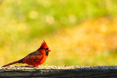 Resim çekildiğinde güzel kardinal güvertenin kahverengi ahşap kalasındaydı. Bu bir erkek kuş, parlak kırmızı renginden anlayabilirsin. Kuş, yemek için dışarı çıktı ve her yerde kuş yemi var..