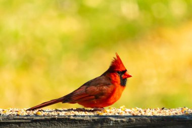 Resim çekildiğinde güzel kardinal güvertenin kahverengi ahşap kalasındaydı. Bu bir erkek kuş, parlak kırmızı renginden anlayabilirsin. Kuş, yemek için dışarı çıktı ve her yerde kuş yemi var..