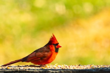 Resim çekildiğinde güzel kardinal güvertenin kahverengi ahşap kalasındaydı. Bu bir erkek kuş, parlak kırmızı renginden anlayabilirsin. Kuş, yemek için dışarı çıktı ve her yerde kuş yemi var..