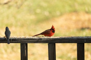 Resim çekildiğinde güzel kardinal güvertenin kahverengi ahşap kalasındaydı. Bu bir erkek kuş, parlak kırmızı renginden anlayabilirsin. Kuş, yemek için dışarı çıktı ve her yerde kuş yemi var..
