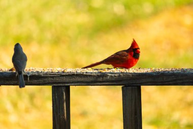 Resim çekildiğinde güzel kardinal güvertenin kahverengi ahşap kalasındaydı. Bu bir erkek kuş, parlak kırmızı renginden anlayabilirsin. Kuş, yemek için dışarı çıktı ve her yerde kuş yemi var..