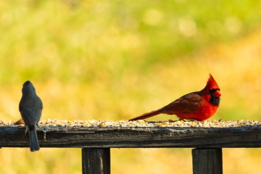 Resim çekildiğinde güzel kardinal güvertenin kahverengi ahşap kalasındaydı. Bu bir erkek kuş, parlak kırmızı renginden anlayabilirsin. Kuş, yemek için dışarı çıktı ve her yerde kuş yemi var..