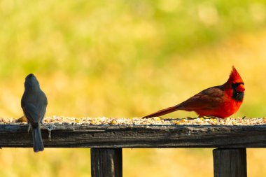 Resim çekildiğinde güzel kardinal güvertenin kahverengi ahşap kalasındaydı. Bu bir erkek kuş, parlak kırmızı renginden anlayabilirsin. Kuş, yemek için dışarı çıktı ve her yerde kuş yemi var..