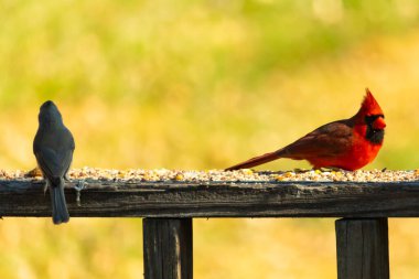 Resim çekildiğinde güzel kardinal güvertenin kahverengi ahşap kalasındaydı. Bu bir erkek kuş, parlak kırmızı renginden anlayabilirsin. Kuş, yemek için dışarı çıktı ve her yerde kuş yemi var..