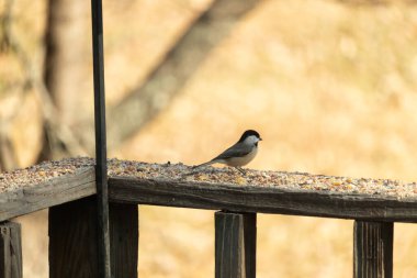 Bu küçük şirin siyah başlıklı piliç yemek için kahverengi ahşap tahtaya çıktı. Kuşun arka planda duran güzel gri ve beyaz tüyleri. Kuş yemi bu kuşun her yerinde..