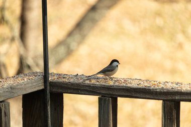 Bu küçük şirin siyah başlıklı piliç yemek için kahverengi ahşap tahtaya çıktı. Kuşun arka planda duran güzel gri ve beyaz tüyleri. Kuş yemi bu kuşun her yerinde..