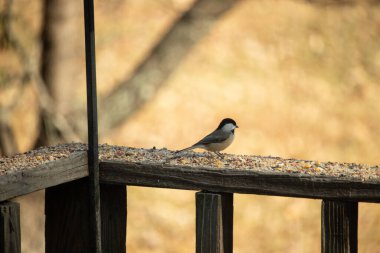 Bu küçük şirin siyah başlıklı piliç yemek için kahverengi ahşap tahtaya çıktı. Kuşun arka planda duran güzel gri ve beyaz tüyleri. Kuş yemi bu kuşun her yerinde..