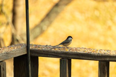 Bu küçük şirin siyah başlıklı piliç yemek için kahverengi ahşap tahtaya çıktı. Kuşun arka planda duran güzel gri ve beyaz tüyleri. Kuş yemi bu kuşun her yerinde..