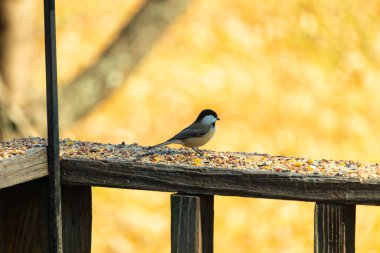 Bu küçük şirin siyah başlıklı piliç yemek için kahverengi ahşap tahtaya çıktı. Kuşun arka planda duran güzel gri ve beyaz tüyleri. Kuş yemi bu kuşun her yerinde..