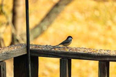 Bu küçük şirin siyah başlıklı piliç yemek için kahverengi ahşap tahtaya çıktı. Kuşun arka planda duran güzel gri ve beyaz tüyleri. Kuş yemi bu kuşun her yerinde..
