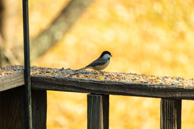 Bu küçük şirin siyah başlıklı piliç yemek için kahverengi ahşap tahtaya çıktı. Kuşun arka planda duran güzel gri ve beyaz tüyleri. Kuş yemi bu kuşun her yerinde..