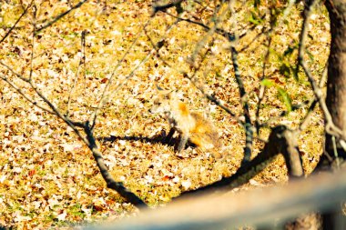 Bu güzel tilki çimenlerde oturuyor. Bu turuncu köpek resmi bir şeftali ağacının dalları arasından çekilmiş. Hayvan bahçede dinlenirken oldukça rahat görünüyor..