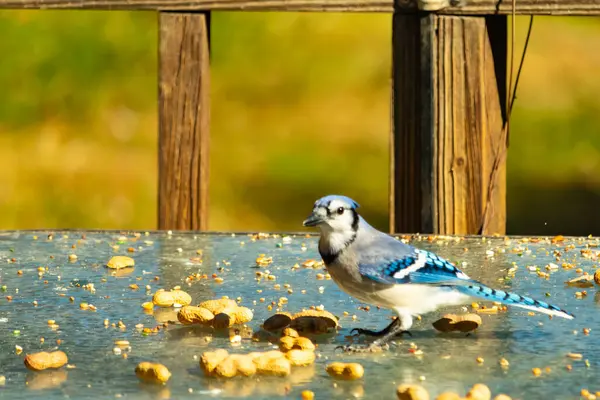 Bu güzel mavi alakarga cam masaya bir fıstık için geldi. Parlak renkli kuş küçük mohawk 'ı ile güzel görünüyor. Bu korvid 'in siyah, mavi, beyaz ve gri renkleri öne çıkıyor..