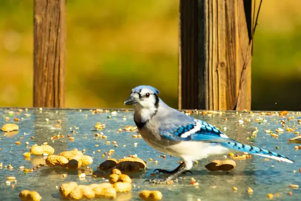 Bu güzel mavi alakarga cam masaya bir fıstık için geldi. Parlak renkli kuş küçük mohawk 'ı ile güzel görünüyor. Bu korvid 'in siyah, mavi, beyaz ve gri renkleri öne çıkıyor..
