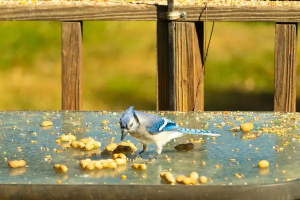 Bu güzel mavi alakarga cam masaya bir fıstık için geldi. Parlak renkli kuş küçük mohawk 'ı ile güzel görünüyor. Bu korvid 'in siyah, mavi, beyaz ve gri renkleri öne çıkıyor..