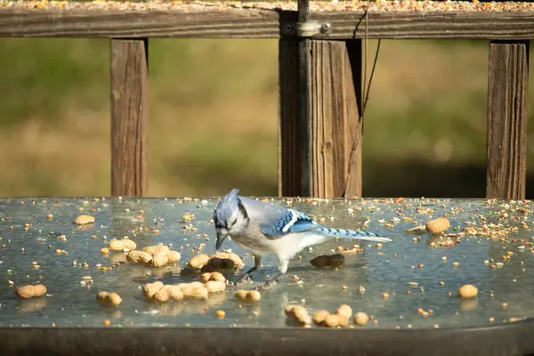 Bu güzel mavi alakarga cam masaya bir fıstık için geldi. Parlak renkli kuş küçük mohawk 'ı ile güzel görünüyor. Bu korvid 'in siyah, mavi, beyaz ve gri renkleri öne çıkıyor..