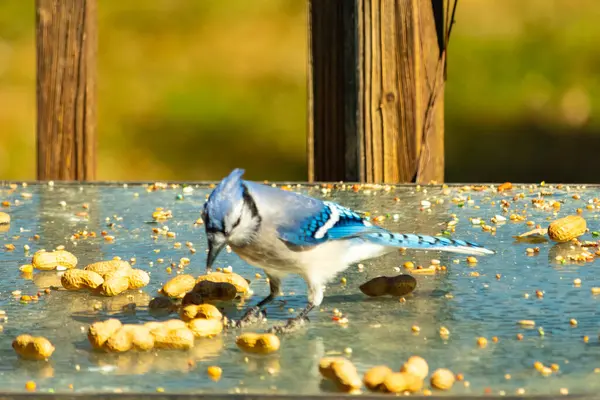 Bu güzel mavi alakarga cam masaya bir fıstık için geldi. Parlak renkli kuş küçük mohawk 'ı ile güzel görünüyor. Bu korvid 'in siyah, mavi, beyaz ve gri renkleri öne çıkıyor..