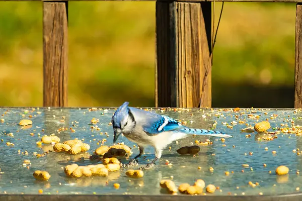Bu güzel mavi alakarga cam masaya bir fıstık için geldi. Parlak renkli kuş küçük mohawk 'ı ile güzel görünüyor. Bu korvid 'in siyah, mavi, beyaz ve gri renkleri öne çıkıyor..