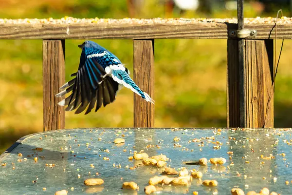 Etrafı fıstıklarla çevrili cam masadan güzel bir mavi karga havalanıyordu. Bu korvid 'in parlak renkleri sanki kanatlarını açtıkça parlıyor..