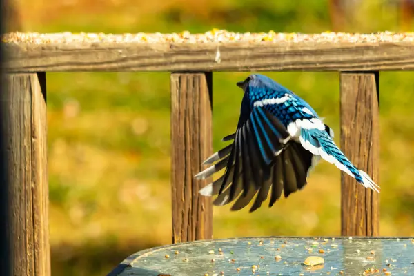 Etrafı fıstıklarla çevrili cam masadan güzel bir mavi karga havalanıyordu. Bu korvid 'in parlak renkleri sanki kanatlarını açtıkça parlıyor..