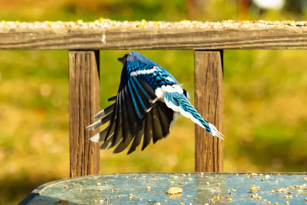 Etrafı fıstıklarla çevrili cam masadan güzel bir mavi karga havalanıyordu. Bu korvid 'in parlak renkleri sanki kanatlarını açtıkça parlıyor..